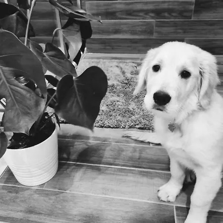 Ca' Hygge Апартаменты Лаванья